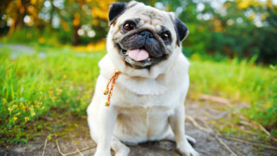 dog-breeds-for-kids