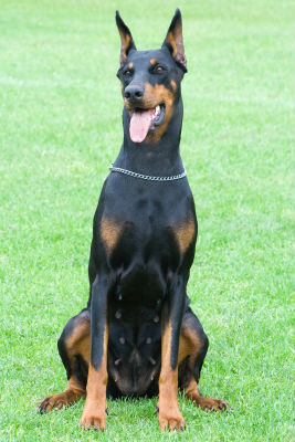 large-dog-supplies large-dog-supplies