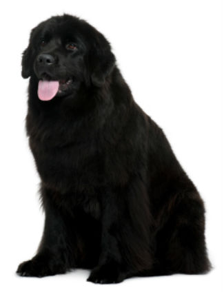 large-dog-grooming large-dog-grooming