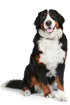 large-dog-health large-dog-health