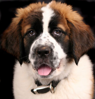 large-breed-dog large-breed-dog
