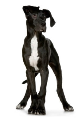 large-dog-training large-dog-training