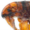 large-flea