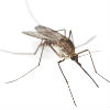 Top Mosquito Diseases