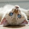 What to do When Your Pets Lose Their Appetites