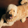 Dogs That Don