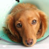 Treating Cat and Dog Pain with NSAIDs