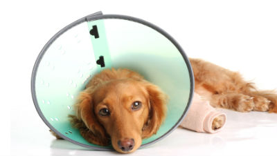 dog-pain-killer