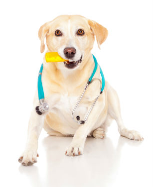 oral flea control keeps dogs protected