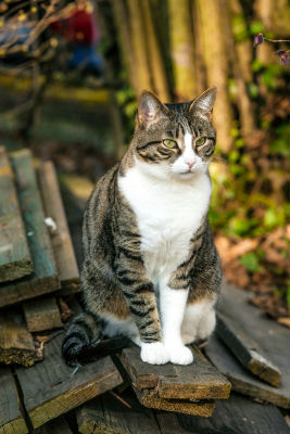 outdoor-cat-supplies