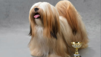 fancy-dog-breeds