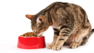cat-picky-eater
