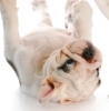 5 Facts on Pruritus in Cats and Dogs
