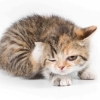 Pruritus Causes: Cats and Dogs