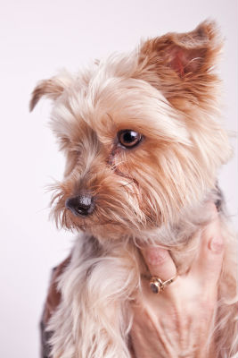 dogs-for-retirees