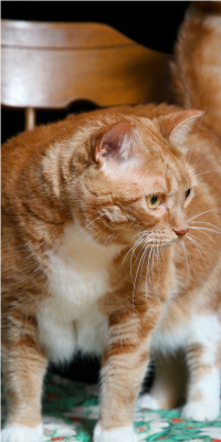 food-for-senior-obese-cat