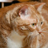 Does Your Senior Cat Need to Lose Weight?