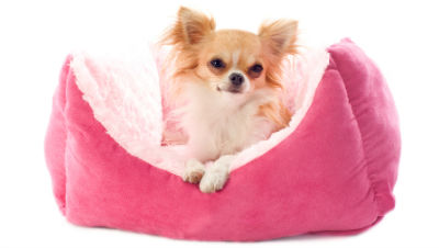 small-dog-supplies