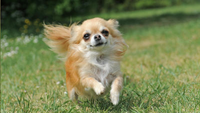 small-dog-care small-dog-care