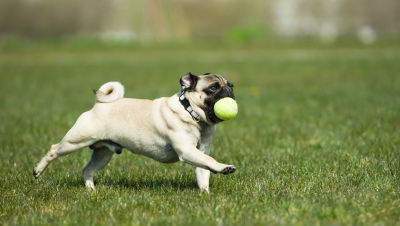 small-dog-care