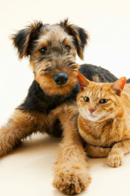 spay-and-neuter-pets spay-and-neuter-pets