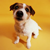 Top Trends in Pet Care Supplies