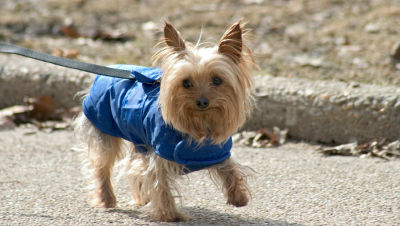 train-a-small-dog