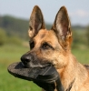 Cause of Canine Incontinence