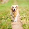 Incontinence in Dogs