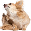 What to Do About Fleas