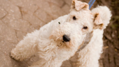 westminster-dog-show-winners