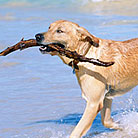 Healthy pet dogs thanks to PetCareRx customer review