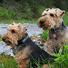 Healthy pet dogs thanks to PetCareRx customer review