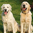Healthy pet dogs thanks to PetCareRx customer review