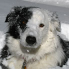 Healthy pet dogs thanks to PetCareRx customer review
