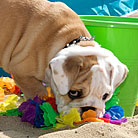 Healthy pet dogs thanks to PetCareRx customer review