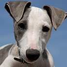 Healthy pet dogs thanks to PetCareRx customer review