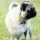 Healthy pet dogs thanks to PetCareRx customer review