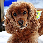 Healthy pet dogs thanks to PetCareRx customer review