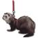 Ferret Harness and Lead Set 1