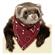 Ferret Bandana 1
