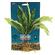 Seagarden Aponogeton 1