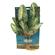 Seagarden Red Arrowhead 1