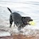 Kong Air Dog Squeaker Football 3