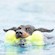 KONG AirDog Bone - Medium & Large 3