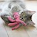 Kong Cat Wubba 3