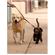 Sporn Double Dog Coupler 2