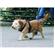 Clix Car Safe Harness for Dogs 3