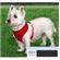X-Small Comfort Soft Harness-3/4 3