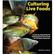 Tfh Culturing Live Foods 1